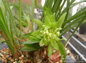 阳光下的绿精灵