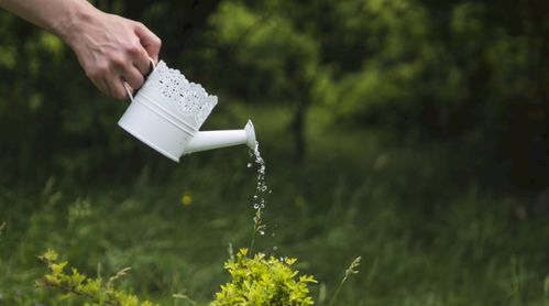 “花草浇水神器，如何轻松应对外出