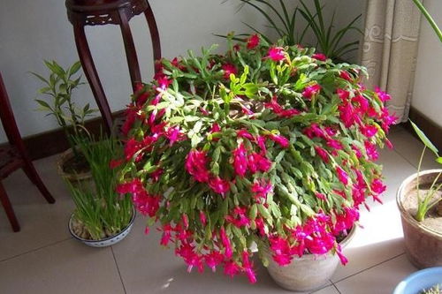 适合阳台夏季养的耐热耐晒的5款植物分享给大家