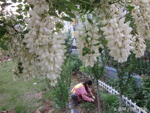 东南角，栽啥树好？