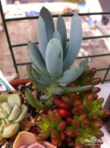 适合种植的花品种