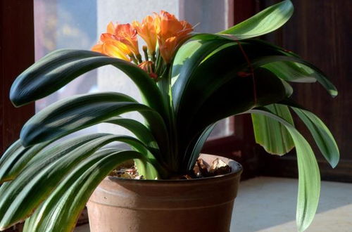 如何使用草木灰