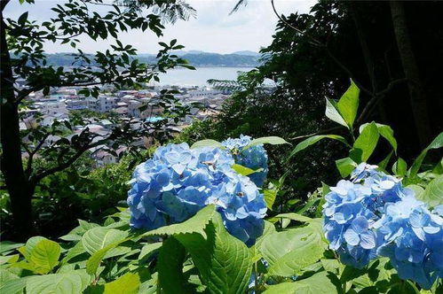 八九月种花攻略：耐晒不易枯萎的花儿们