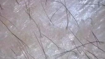 生根粉泡多久效果好？不同浓度使用方法有何差异