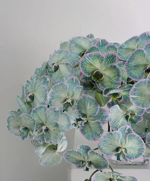 色素的魔术：颜色的秘密