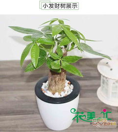 办公室租花的魅力：为什么大家者阝爱它？