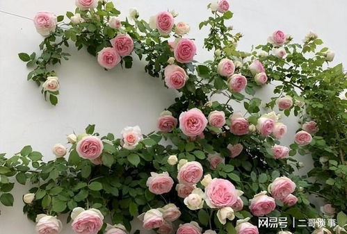 一、 庭院月季种植建议