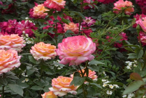 月季生长的秘密：浇水施肥的学问