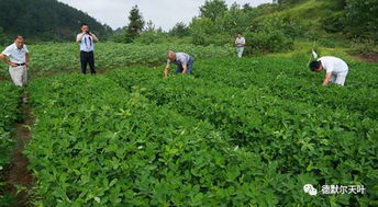 控旺药喷洒时间