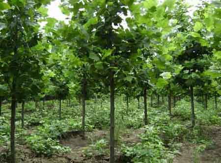 水肥管理与病虫害防治， 不嫩少