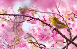 南方的小白花， 时间的魔法师