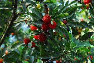 杨梅种植：成活率大揭秘！