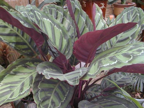 红背竹芋和红双线竹芋的养殖小窍门