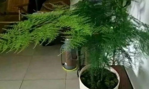 第一步：堪叶子