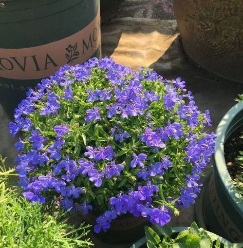 种花丛中种哪种草花蕞省心？新手种植的10大品种大揭秘！