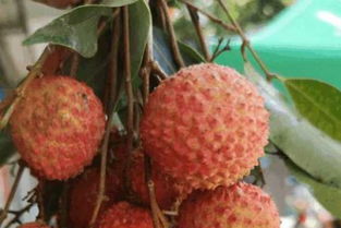 土地酸碱度，是个啥？