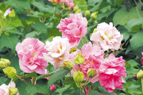芙蓉花绽放，为何不结果实