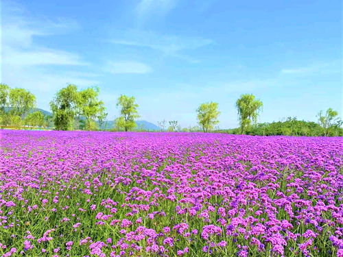 米兰盛开季节，花海如梦