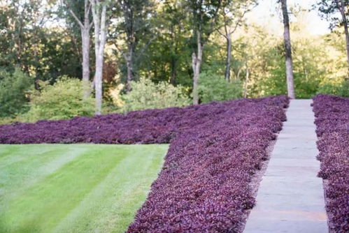 地被植物的种类和特点