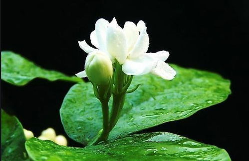 茉莉种植最适合哪种土壤类型？哪种土壤对茉莉生长最为理想