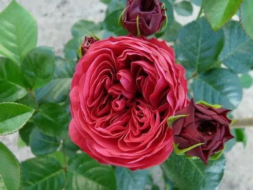 庭院里的浪漫：月季花的挑选大揭秘