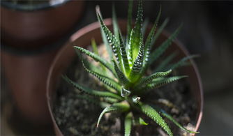 芦荟如何养护才能更旺盛？新手必看养殖小技巧