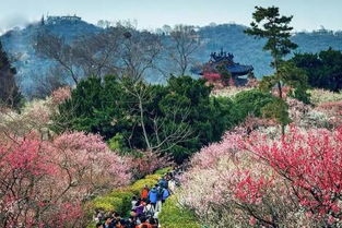 南京梅花山何时盛开？这份赏梅时间攻略