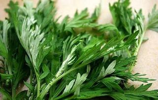艾叶和艾草功效作用不同