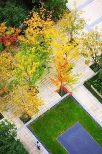 植物景观：绿色的艺术