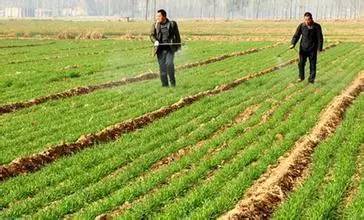 甲基二磺隆：禾本科杂草的克星