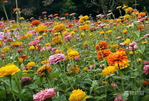 藤本月季的景观打造