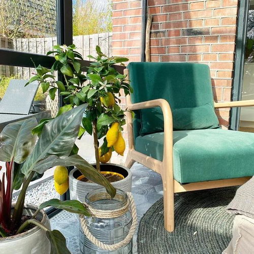 我的私藏清单：快速见效的种植选择