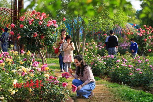 月季园， 滨江森林公园的明珠