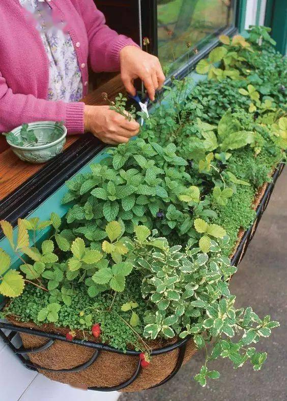 香草：薄荷、罗勒，香气扑鼻