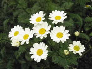 新手种植指南：四季丰收的秘密