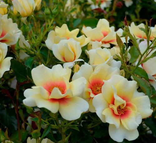 珊瑚巴比伦眼睛月季：花瓣颜色的秘密