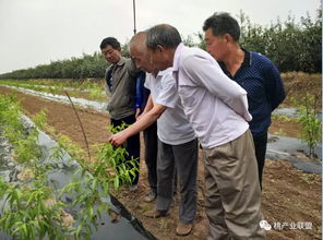 栽植季节：秋末和早春