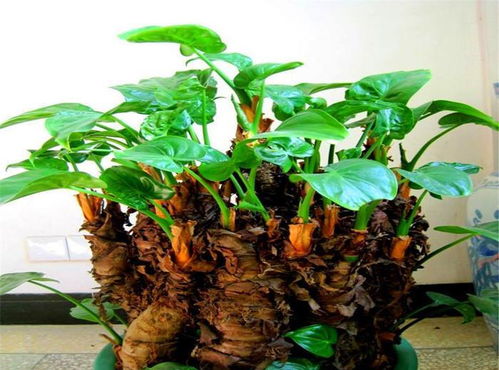 如何科学养护滴水观音使其枝繁叶茂