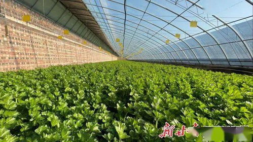 胶东三月初的菜园子