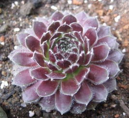 热带和亚热带品种