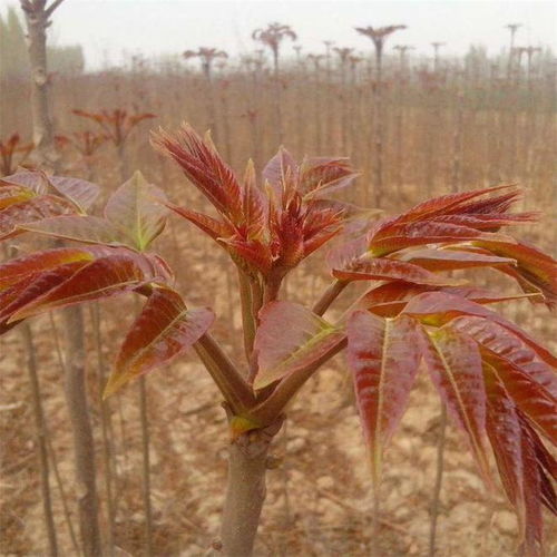 香椿种子价格波动大，种植方法多样