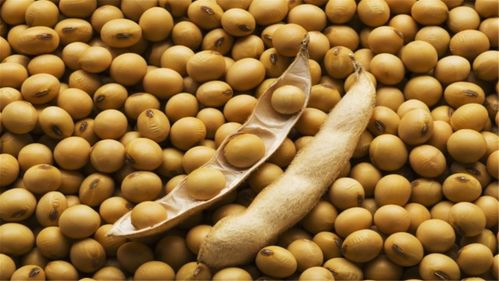 北方纯大豆极早熟品种：黑豆、绿豆、黄豆等