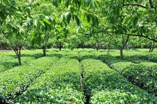 茶农王姐的套种智慧