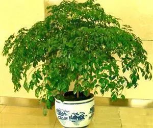 富贵树如何养护才能更旺盛？