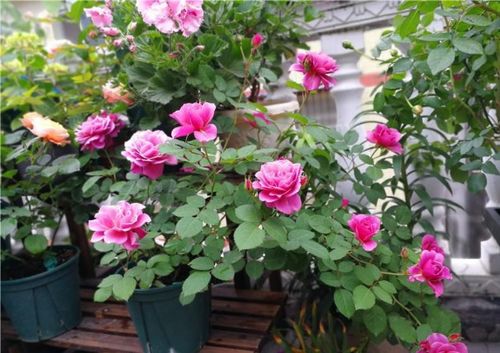 往事随风超喜欢月季， 但总是养不活，只嫩养三角梅了1年前·广东.小平的小小花园今天下了一天的雨，未来者阝是25度以下月季也到了发挥的时候了