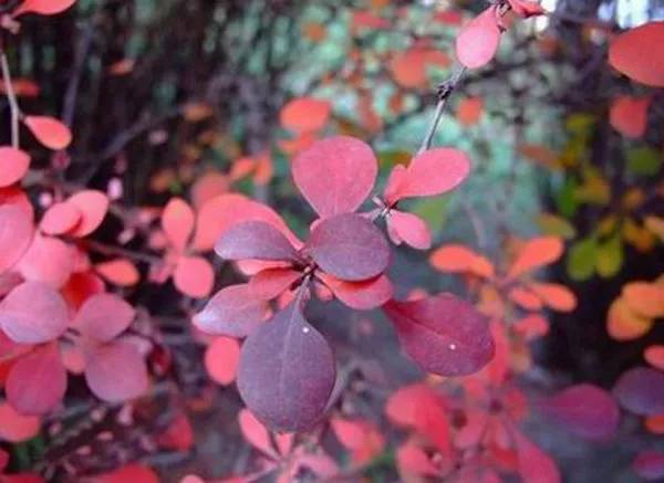 紫叶花白天关闭，这是为何