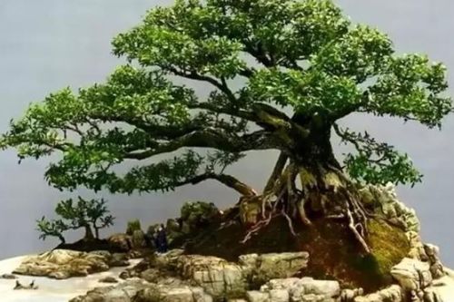 黄杨的耐阴喜光特性