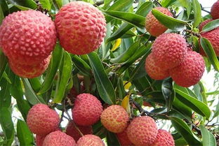 百菌清的神奇力量