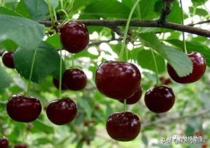 诱抗素与农药的“甜蜜”兼容