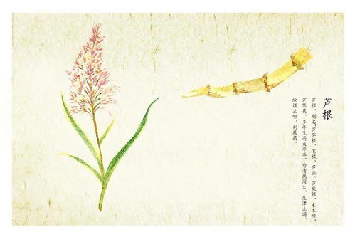 芦苇茎的画法：展现生命的力量